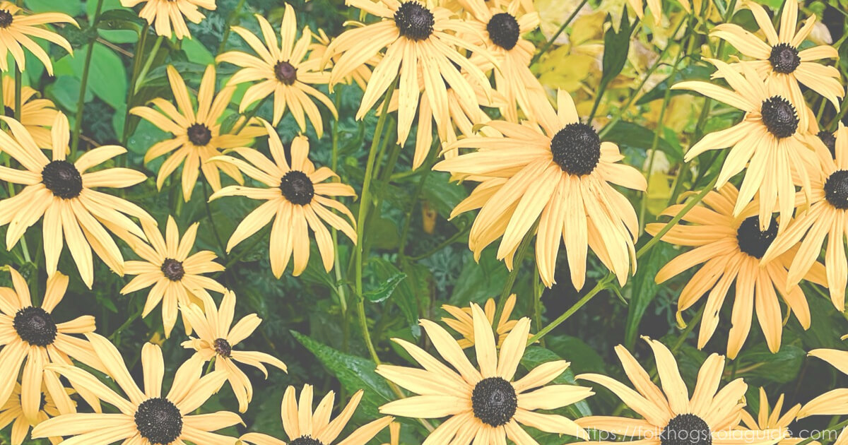 寮の花壇に咲くエキナセア。