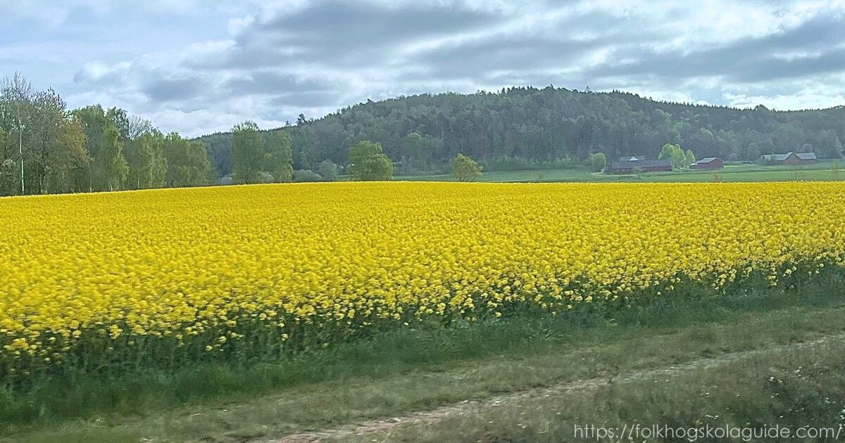 イェーテボリ中央駅を離れて菜の花畑に変わる車窓の景色。
